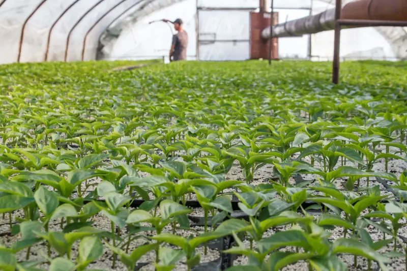 Jeunes plants en plaques de culture dans une pépinière